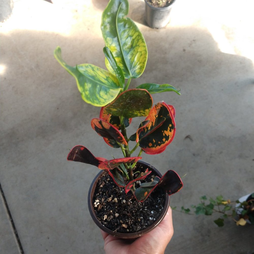 indoor plant (variegated garden croton)